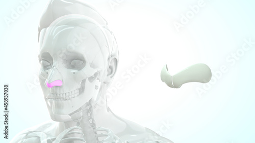 Photos human greater alar cartilage bone anatomy 3d illustration