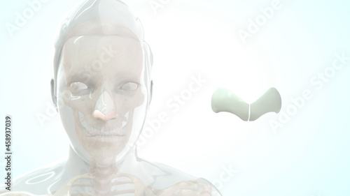 Photos human greater alar cartilage bone anatomy 3d illustration