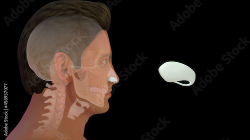 Cuadro en lienzo human greater alar cartilage bone anatomy 3d illustration