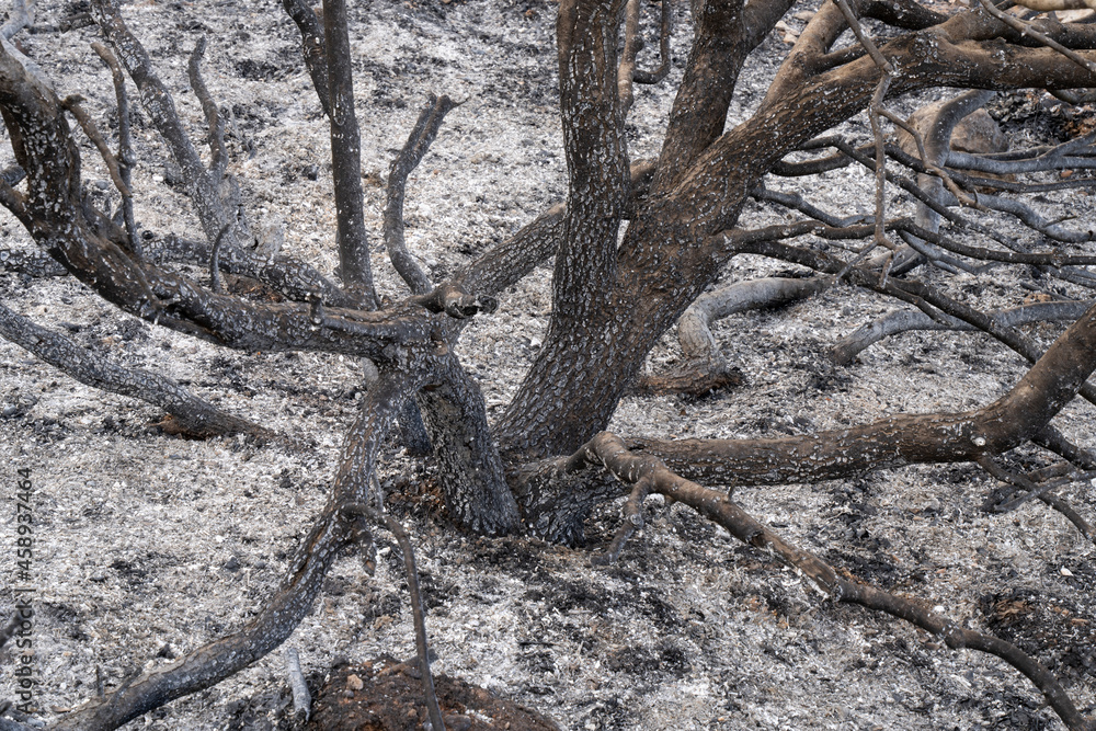 A Forest after a Wildfire