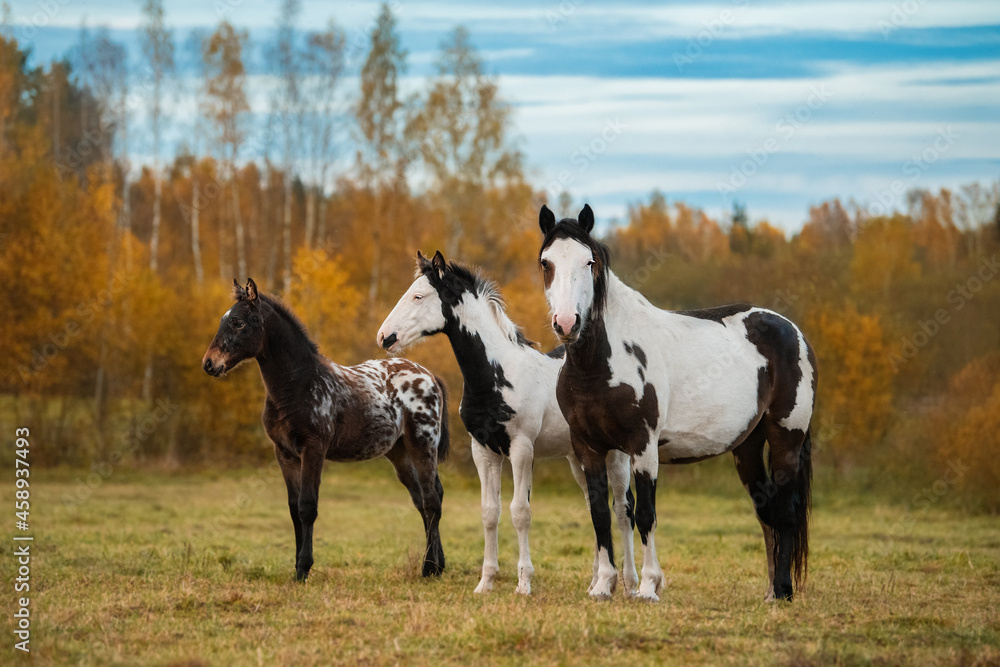 Three horses standing together in the field in autumn