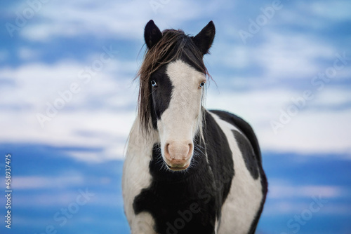Pony with blue eyes on the background of blue sky © Rita Kochmarjova