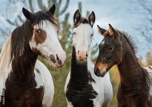 Group of three horses standing together