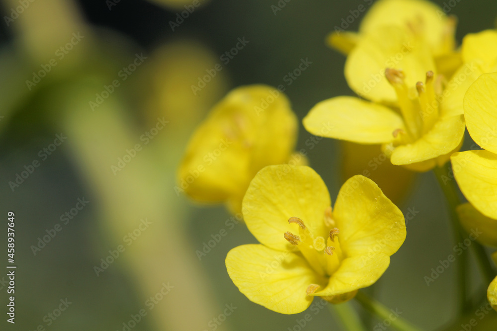 白菜の花 白菜を収穫せずに放置すると春に菜の花のような黄色い花が咲きます 白菜の花 白菜を収穫せずに放置すると春に菜の花のような黄色い花が咲きます