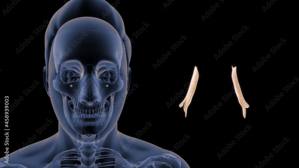 Lacrimal bone-a small bone forming part of the eye socket. Lacrimal bone-a small bone forming part of the eye socket.