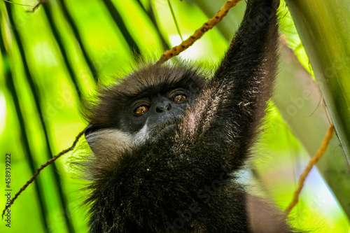 Close up portrait Sri Lanka endemic, shy Purple-faced Leaf Monkey Trachypithecus vetulus, grayish mustache monkey, feeding leaves.