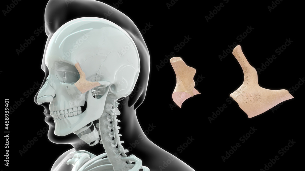 zygomatic bone- the bone that forms the prominent part of the cheek and the outer side of the eye socket.