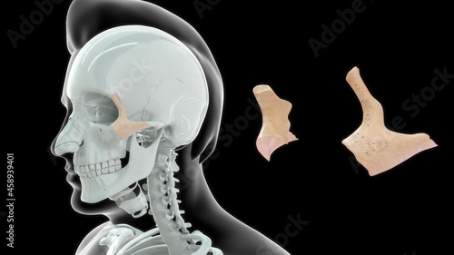 zygomatic bone- the bone that forms the prominent part of the cheek and the outer side of the eye socket.