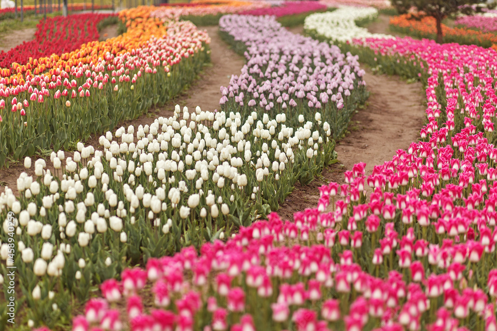 Blooming tulips. Big tulip field. Blooming tulips. Big tulip field.