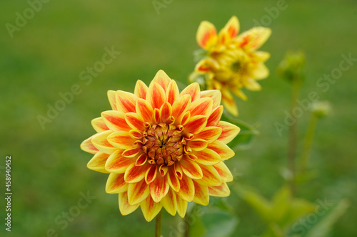 Bright dazzling magic dahlia flower growing in a field. Orange and yellow flower.