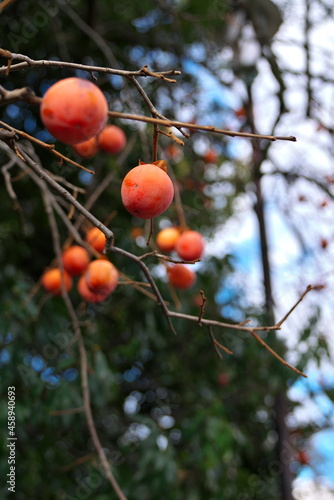 冬に実る柿の実