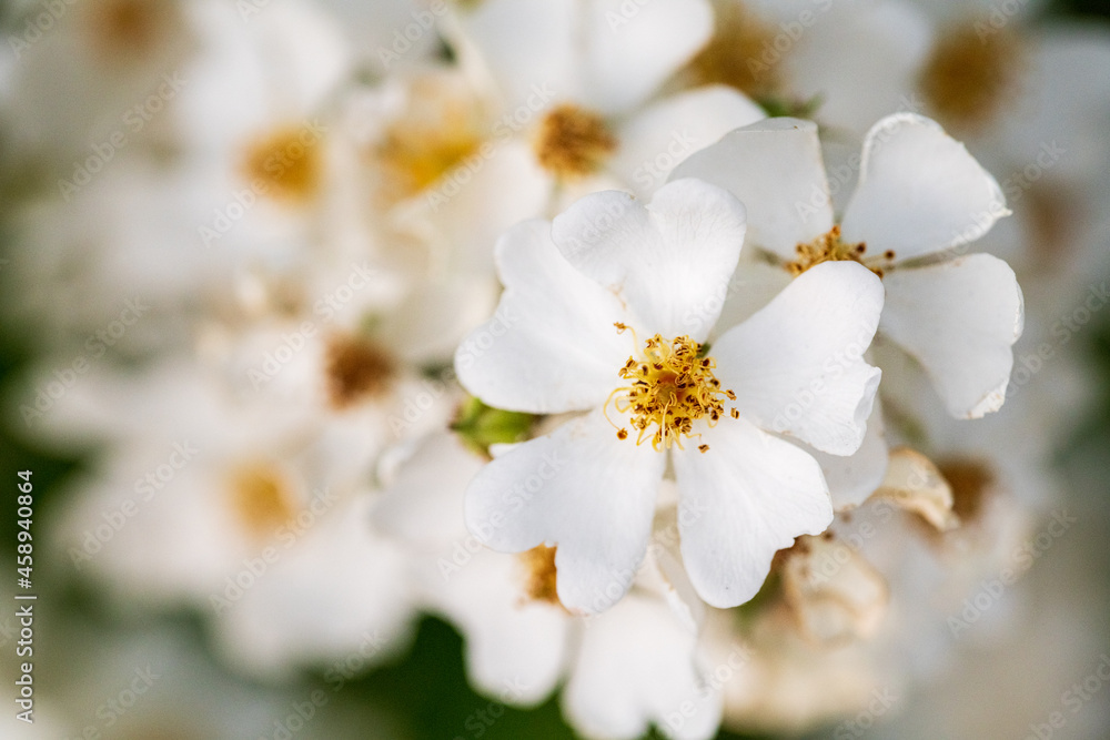 A bouquet of white flowers with yellow stamens