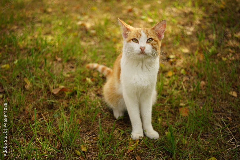 Portrait of a young ginger white cat in autumn garden.