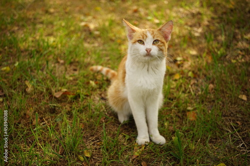 Portrait of a young ginger white cat in autumn garden.