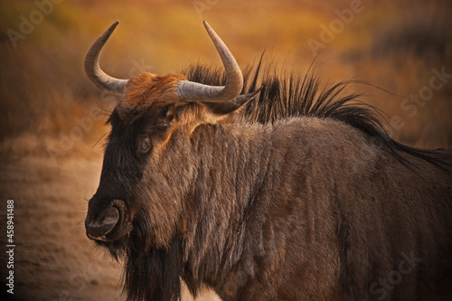 Kalahari Wildebeest 4913