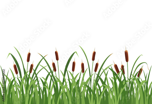 Reed mace, reed in the grass on white background