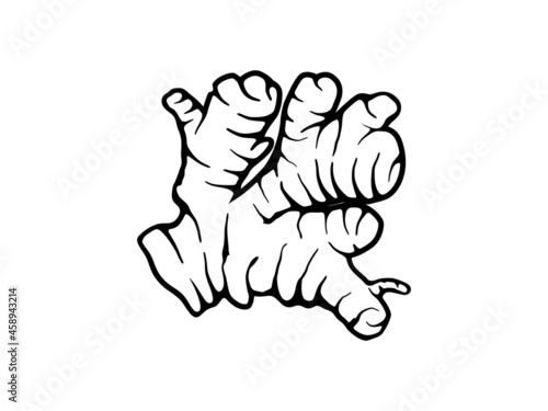 ginger icon vector hand drawing art