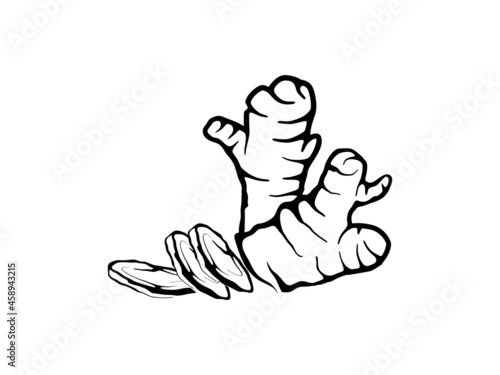 ginger icon vector hand drawing art