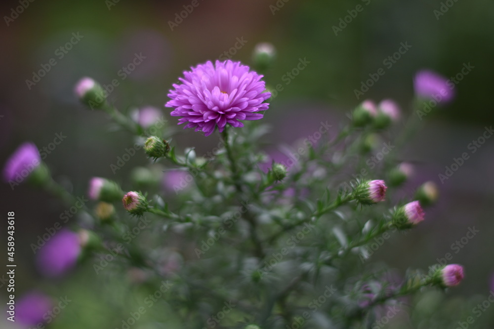 Blühende Aster novi-belgii 'Karminkuppel' - Glattblatt-Aster