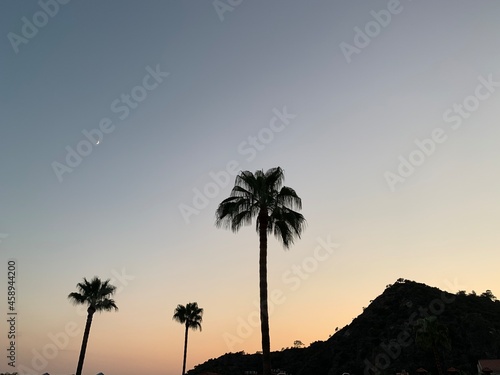 Palm trees against the background of mountains and blue sky. Silhouette of palm trees on a summer evening at sunset. Tall tropical trees and rocks in the distance.