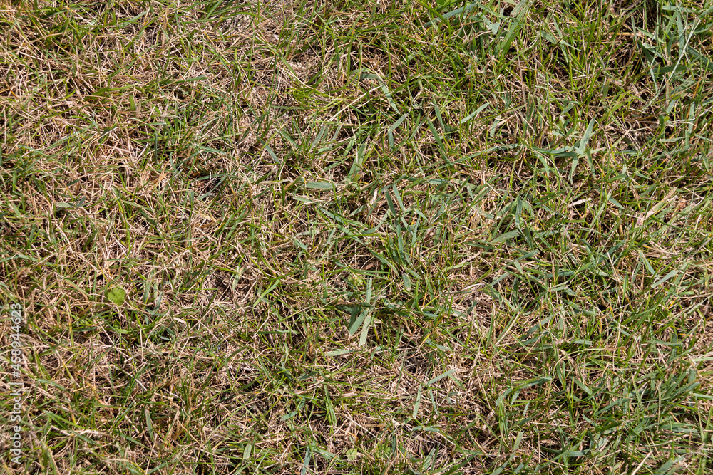 Texture of yellow-green meadow grass for background. Sample. Close-up. Texture of yellow-green meadow grass for background. Sample. Close-up.