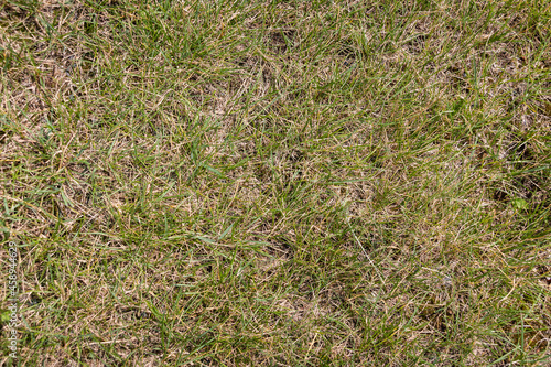 Yellow-green grass. Texture. Background. Sample. Close-up.