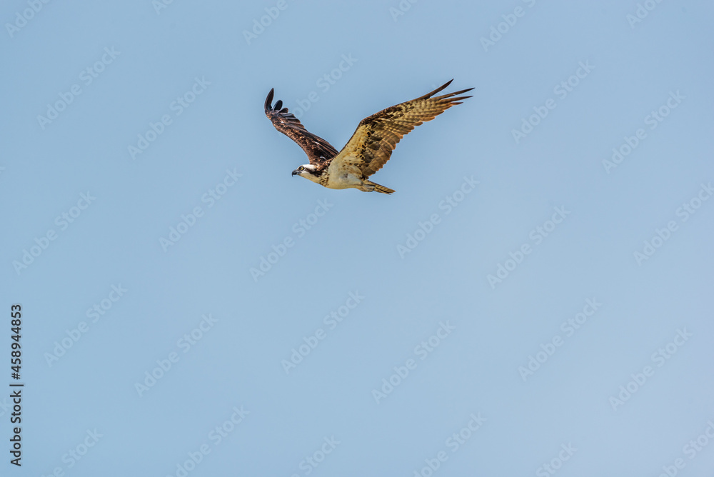 Osprey in flight with wings outstretched