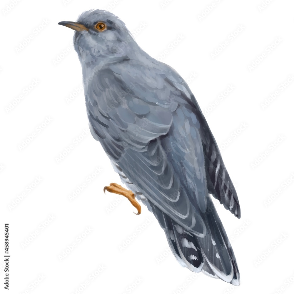 Fototapeta premium Cuckoo