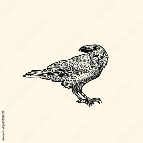 raven sketch vintage retro isolated