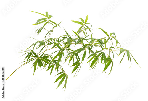 Valokuvatapetti bamboo leaves isolated on white background