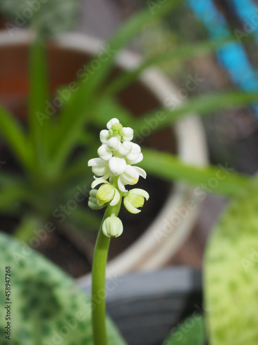 Selective focus on white flower bouquet of Giant Squill, Measles Leaf (Drimiopsis maculataLindl Paxton) on the tree. photo