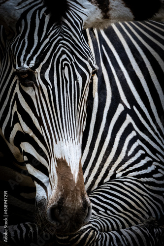Fototapeta Naklejka Na Ścianę i Meble -  Portrait of a laying down zebra