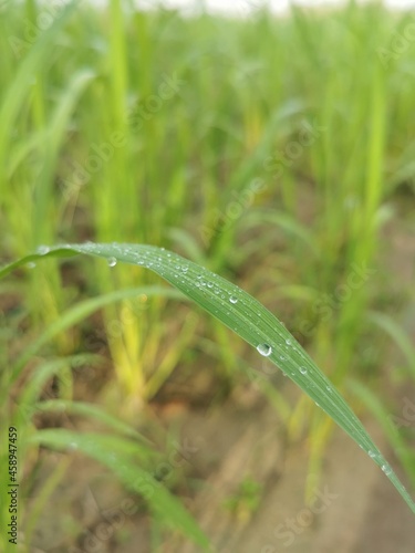 dew on the grass