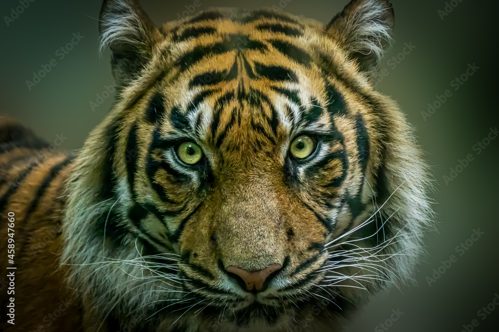 closeup of a beautiful tiger in front of a green background closeup of a beautiful tiger in front of a green background