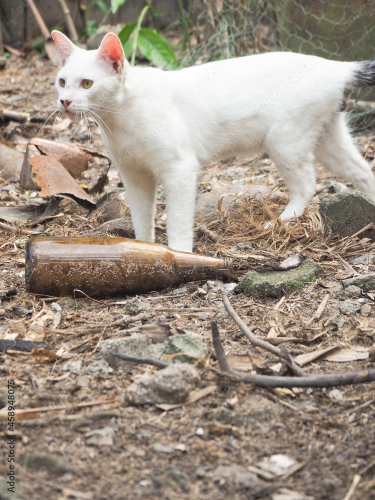 Naughty white cat walk in the backyard