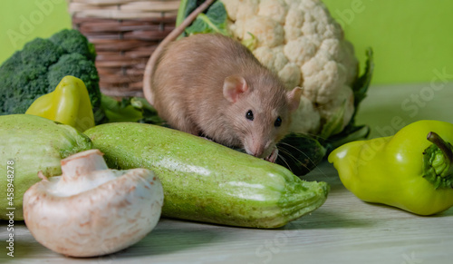 The beige decorative dumbo rat sits on vegetables. A cute mouse sniffs cauliflower and broccoli. Rodents love zucchini and peppers. Proper nutrition