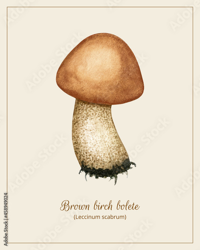 Vintage Watercolor Wild Edible Forest Mushroom poster with Brown Birch Bolete (Leccinum scabrum) text. Autumn Harvest boletus season. Hand drawn Natural vector illustration for home and kitchen decor