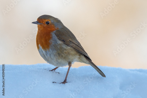 Festive image of a European Robin (Erithacus rubecula) standing in snow. © Mark Hunter
