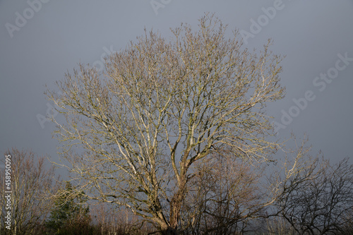 Frost covered winter trees photographed in Oxfordshire, England