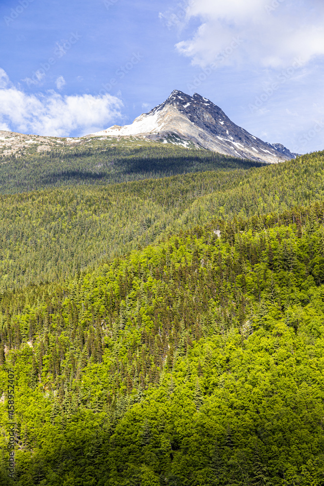 Mixed deciduous and coniferous woodland on the slopes of a mountain overlooking Skagway, Alaska, United States