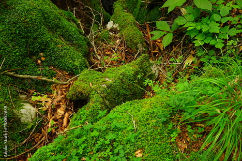 Spring fresh green moss on the mountain, in Japanese forest, Japan - 緑の苔 森 日本庭園