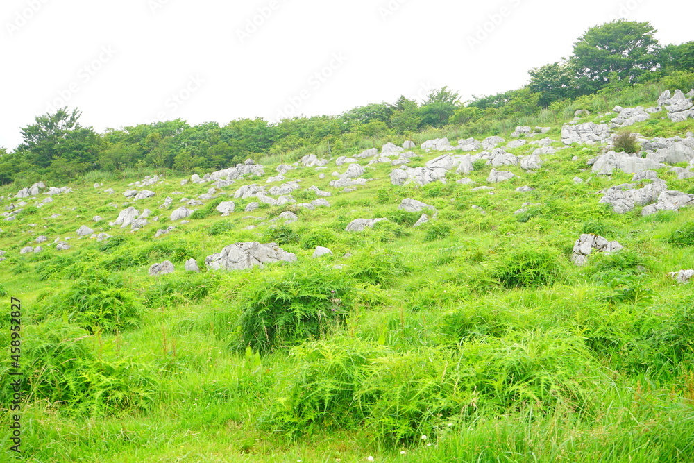 Obraz premium Beautiful Outdoor Green Field View of Shikoku Karst Natural Park in Kochi, Shikoku, Japan - 日本 高知県 四国カルスト 姫鶴平の高原 