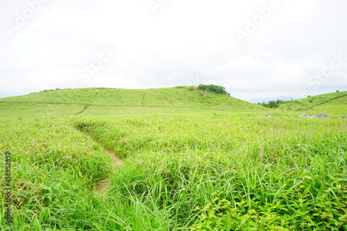 Beautiful Outdoor Green Field View of Shikoku Karst Natural Park in Kochi  Shikoku  Japan -                                                        