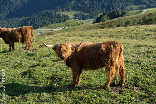 Fotografia hairy upland cow on lush alpine pasture high up on Seceda in the Italian Dolomit