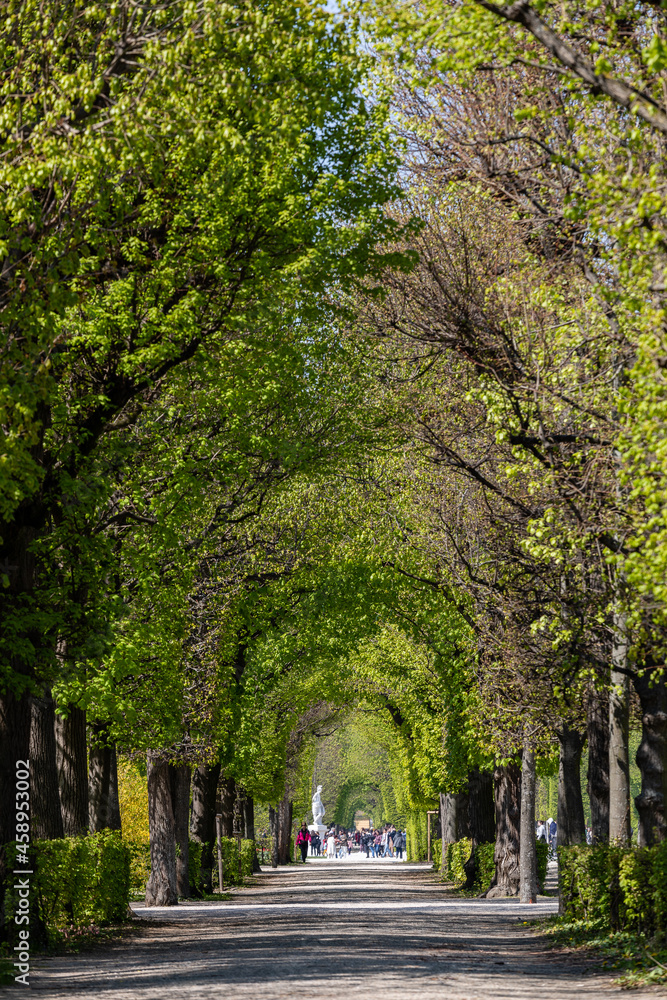 Tree tunnel