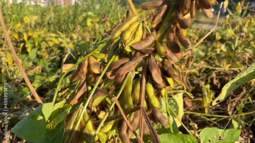 Mature soybeans in autumn Mature soybeans in autumn