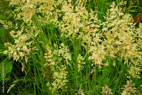 Green Bromus catharticus  Rescue bromus  in summer  Fresh Green Grasses Image -                              