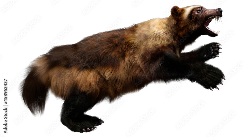 Fototapeta premium 3D Rendering Wolverine on White