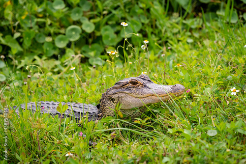 Bild auf Leinwand American Alligator basking in the grass at Sweetwater Wildlife Sanctuary in Gainesville, Florida