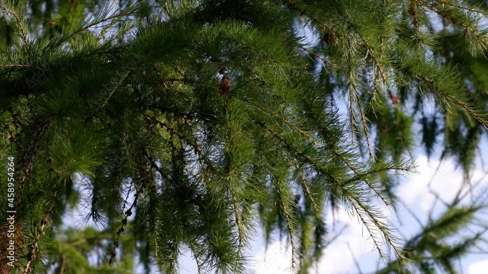 Spruce branches hang down. Against the background of the blue sky. Spruce branches hang down. Against the background of the blue sky.